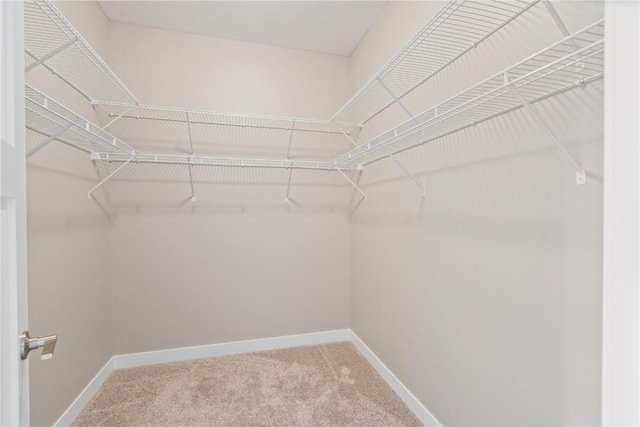 spacious closet with carpet