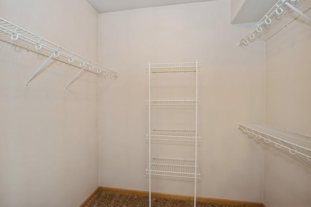 spacious closet featuring carpet