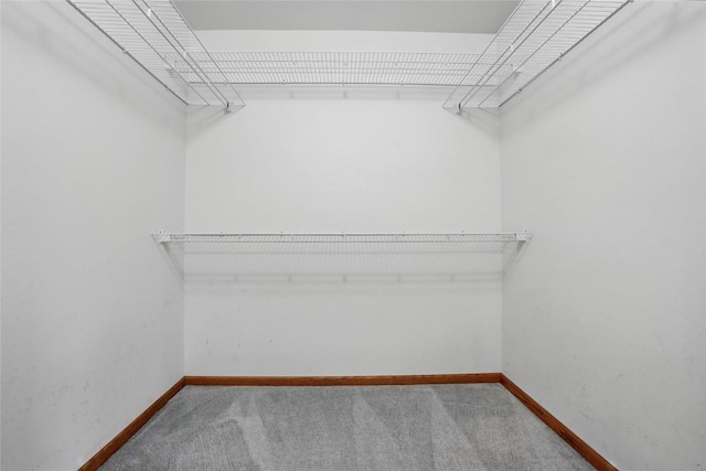 spacious closet featuring carpet flooring