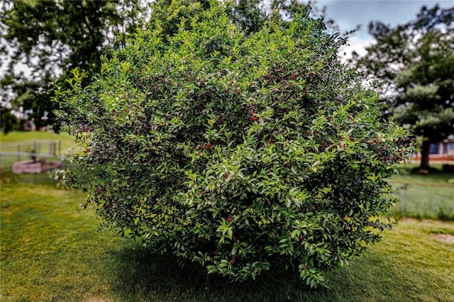 446 Bezdek Dr SW, Cedar Rapids, IA 52405 - view of yard