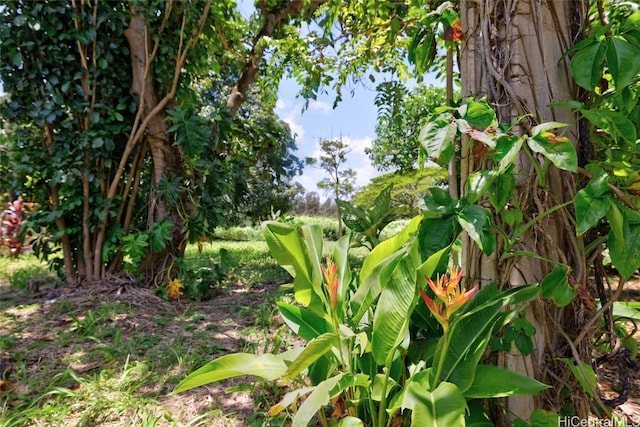 view of local wilderness