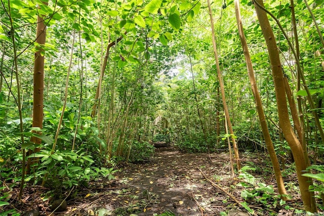3737 Manoa Rd, Honolulu, HI 96822