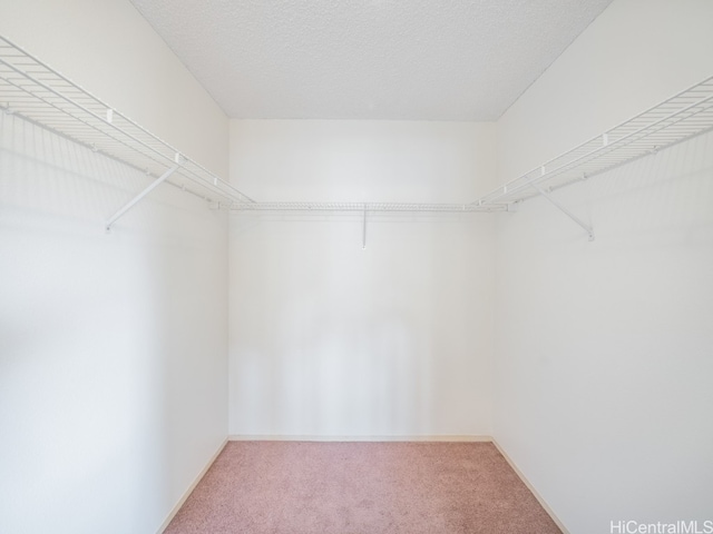 spacious closet featuring carpet flooring