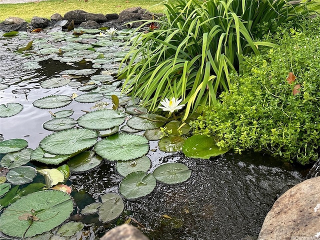 763 Kaipii St, Kailua, HI 96734 - exterior view of a garden pond