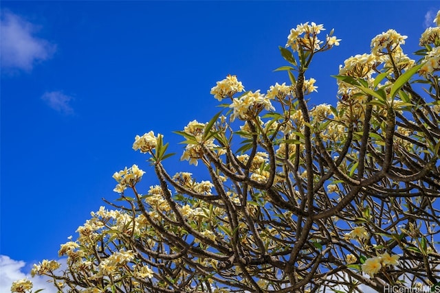 251 Kalalau St, Honolulu, HI 96825 - view of details