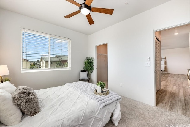 bedroom featuring a closet, a spacious closet, light hardwood / wood-style flooring, and ceiling fan