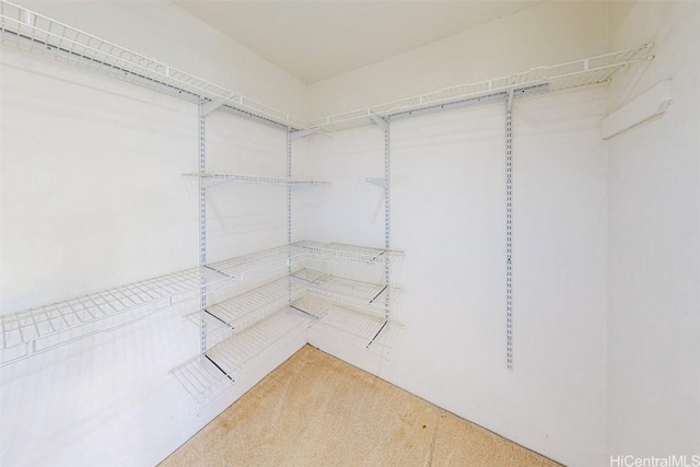 spacious closet featuring carpet flooring