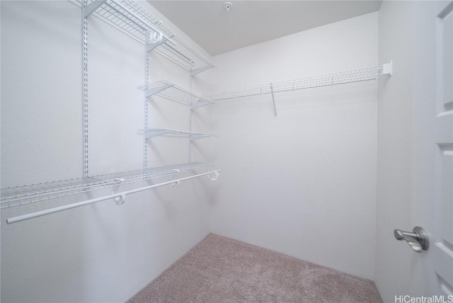 walk in closet featuring carpet flooring