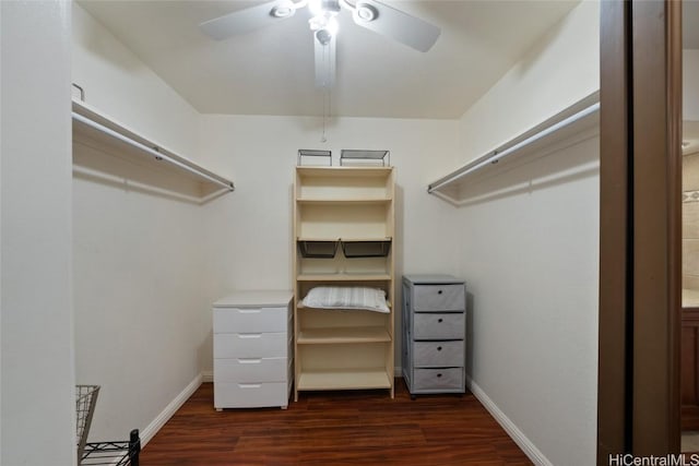 walk in closet with dark hardwood / wood-style floors and ceiling fan