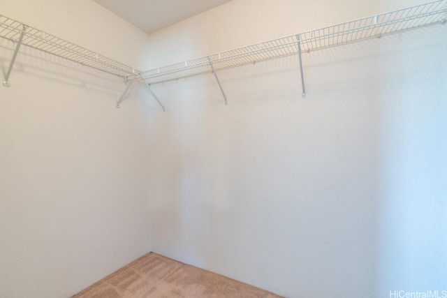 spacious closet featuring carpet