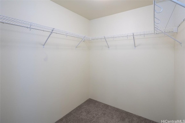 spacious closet with carpet flooring