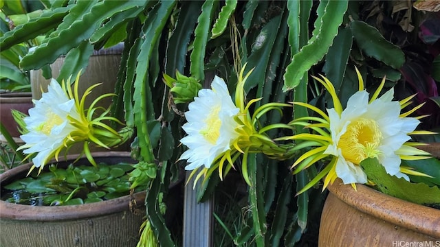 74 Makaweo Ave, Wahiawa, HI 96786 - view of details