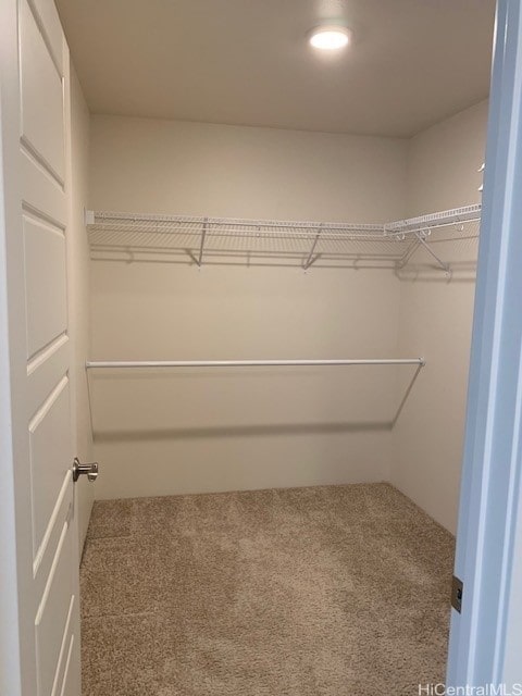 spacious closet featuring carpet floors