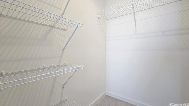 spacious closet with carpet floors