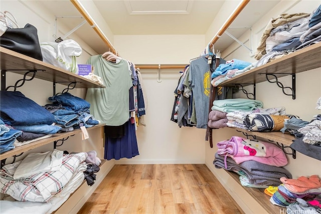 walk in closet with attic access and light wood-type flooring