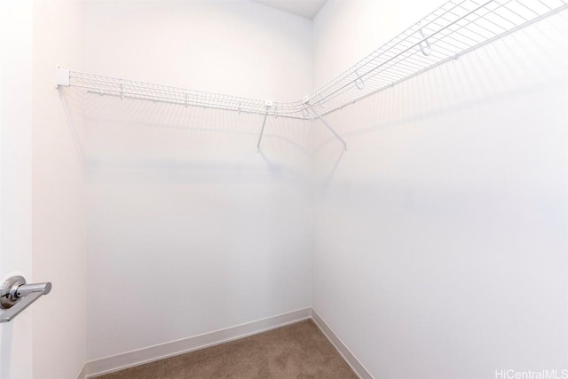 spacious closet featuring carpet floors