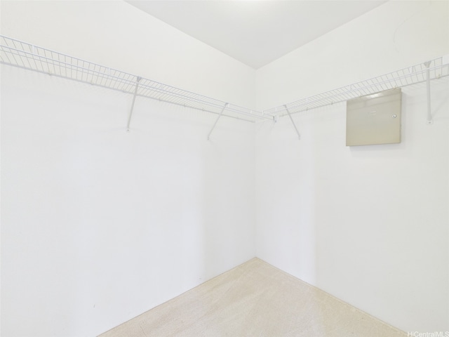 spacious closet featuring carpet floors
