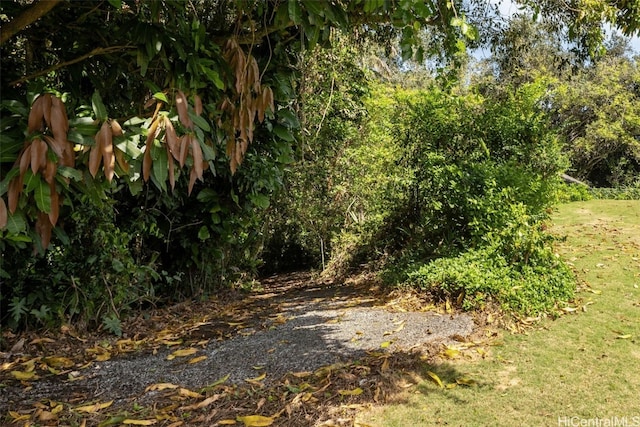 view of local wilderness