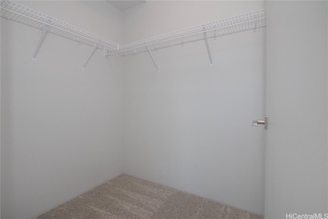 spacious closet featuring carpet