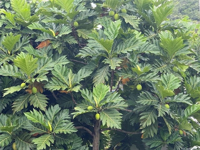 47-104 Hunaahi St, Kaneohe, HI 96744 - exterior view