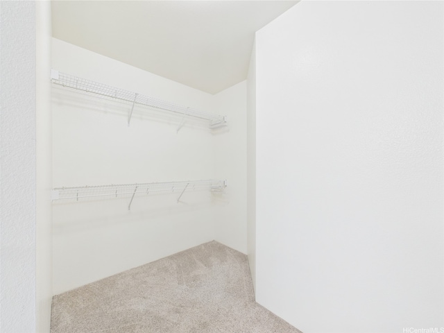 spacious closet featuring carpet floors