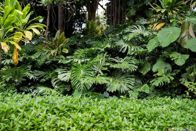 3234 Pelekane Dr, Honolulu, HI 96817 - view of local wilderness