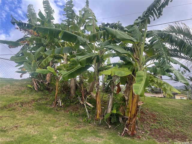 45-342 Lehuuila St, Kaneohe, HI 96744 - view of grassy yard