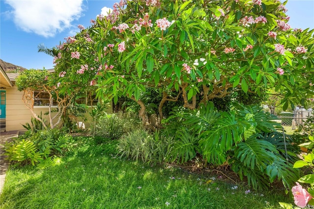 3115 Kaunaoa St, Honolulu, HI 96815 - view of yard