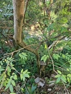 2123 Wilson St, Honolulu, HI 96819 - view of undeveloped land