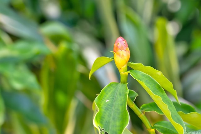 59-439 Alapio Rd, Haleiwa, HI 96712
