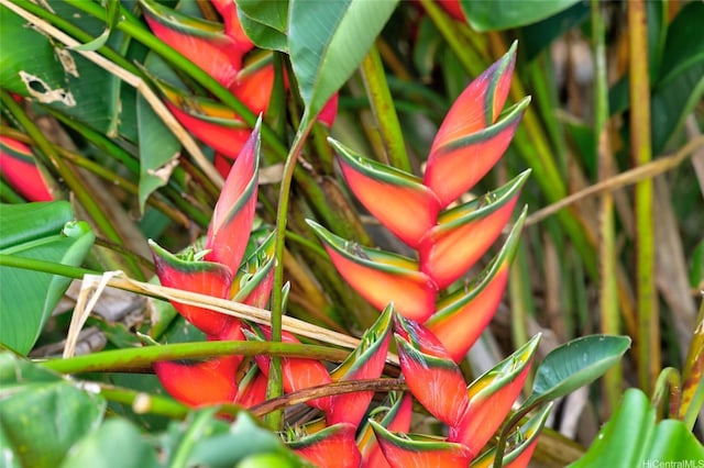 59-439 Alapio Rd, Haleiwa, HI 96712