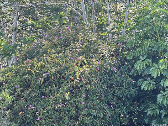 000 19th Ave, Keaau, HI 96749