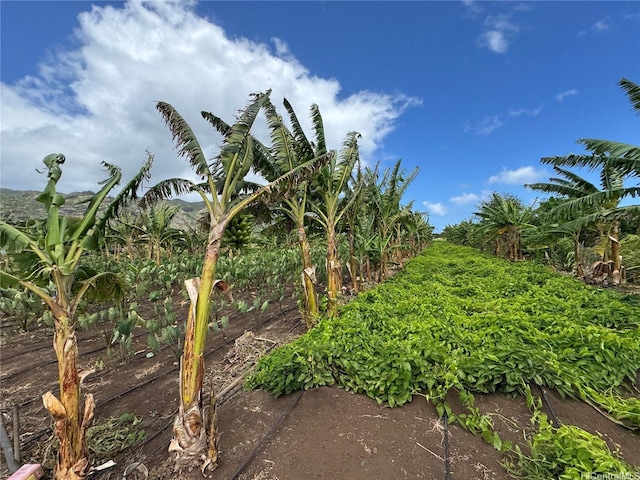 68-670 Farrington Hwy Unit 10, Waialua, HI 96791