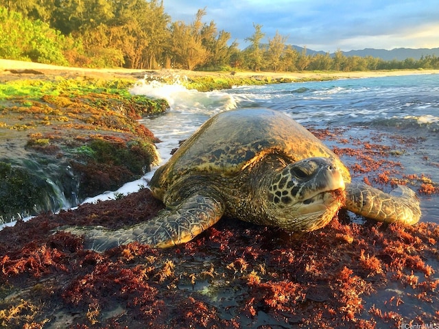 64-486 Kamehameha Hwy Unit 21-A, Haleiwa, HI 96712