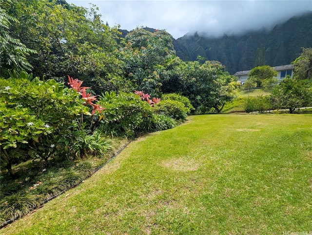 46-426 Hololio St, Kaneohe, HI 96744 - view of green lawn