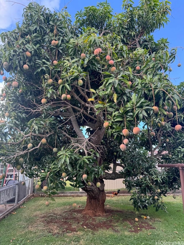 98-219 Pahemo St, Aiea, HI 96701 - view of yard