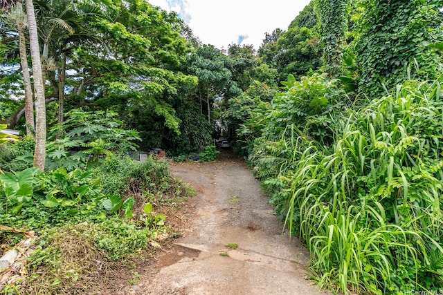 47-66 Okana Pl, Kaneohe, HI 96744 - view of local wilderness