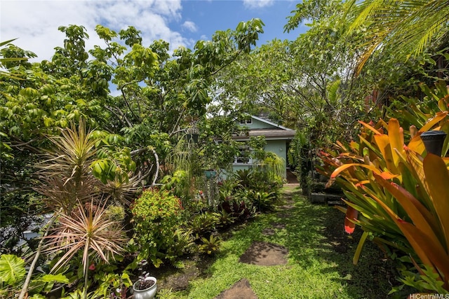 2316 Round Top Dr, Honolulu, HI 96822 - view of yard