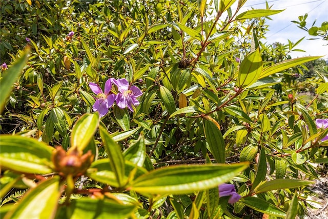 15-929 Lemiwai Rd, Keaau, HI 96749