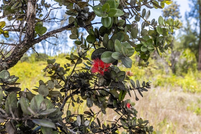 15-929 Lemiwai Rd, Keaau, HI 96749