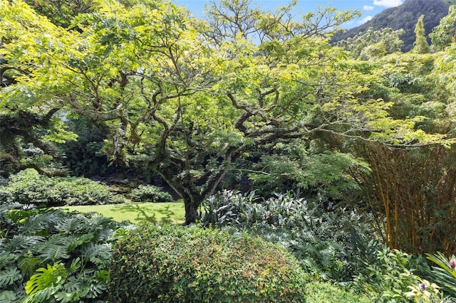 187 Dowsett Ave, Honolulu, HI 96817 - photo 4