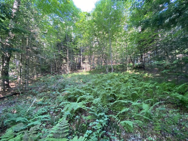 view of local wilderness