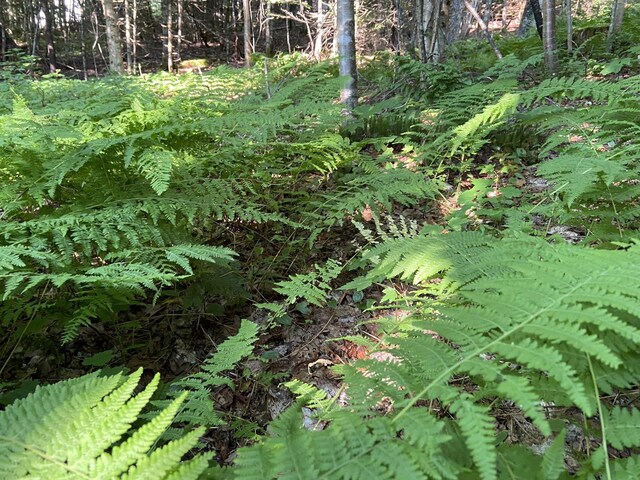 view of local wilderness