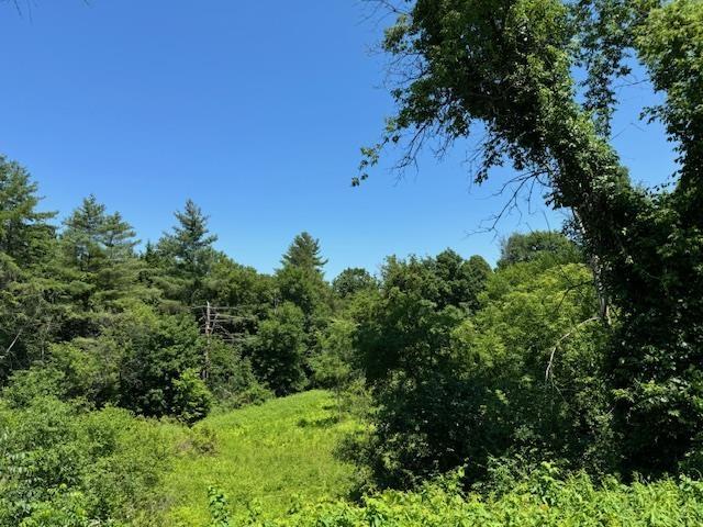 view of local wilderness