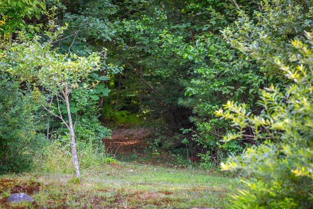 view of local wilderness