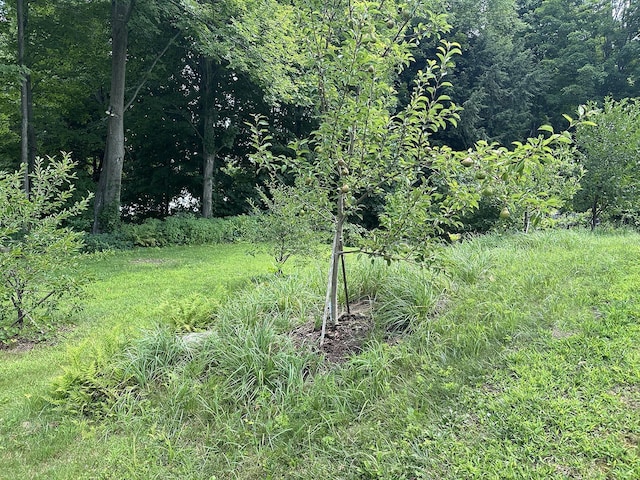 10 Hawthorne St, Plymouth, NH 03264 - view of tree filled area
