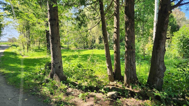 view of local wilderness