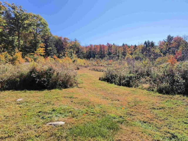 view of local wilderness