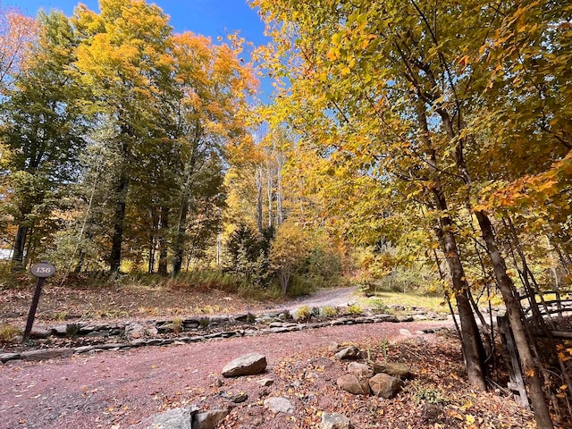 view of local wilderness