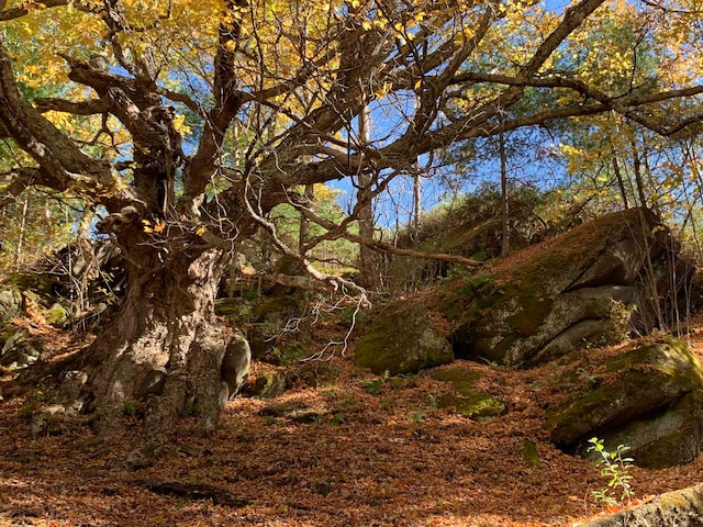 view of local wilderness